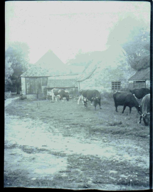 GreenFarmCows